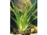 6 X Vallisneria Gigantea - Vallisneria Gigante - Vaso 9 X 9 Cm
