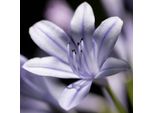 6 X Agapanthus 'Silver Arrow' Vaso 9Cm X 9Cm