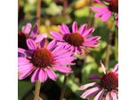6 X Cappello Da Sole - Echinacea Purpurea 'Little Magnus'® | Vaso 9 Cm X 9 Cm