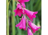 6 X Dierama Pulcherrimum | Vaso 9Cm X 9Cm