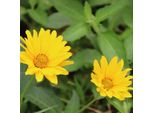 6 X Coreopsis Hybr. - Coreopsis Hybrida 'Creme Brullee' | Vaso 9 Cm X 9 Cm