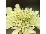 6 X Testa Di Grande Taglia - Cephalaria Gigantea | Vaso 9Cm X 9Cm
