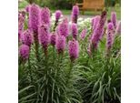 6 X Prachtscharte - Liatris Spicata | Topf 9Cm X 9Cm