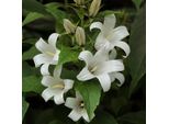 6 X Campanule - Campanula Lactiflora 'White Pouffe' | Vaso 9 Cm X 9 Cm