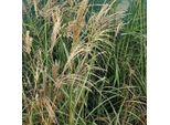 6 X Canna Cinese Flamingo - Miscanthus Sinensis 'Flamingo' | Vaso 9Cm X 9Cm
