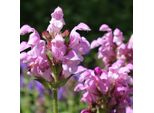 6 X Prunella Grandiflora - Prunella Grandiflora 'Pink Loveliness' | Vaso 9 Cm X 9 Cm