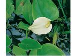 6 X Calla Palustris - Calla D'acqua Di Palude - Vaso 9 X 9 Cm