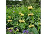 6 X Erba Di Fuoco Siriana - Phlomis Russeliana | Vaso 9Cm X 9Cm