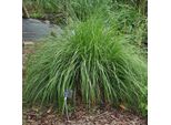 6 X Erba Da Giardino A Setole Di Piume - Pennisetum Alopecuroides 'Japonicum' | Vaso 9Cm X 9Cm