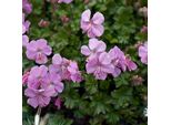 6 X Cranesbill Dalmata - Geranium Dalmaticum | Vaso 9Cm X 9Cm