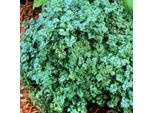 6 X Ruta Graveolens 'Jackman's Blue' | Vaso 9 Cm X 9 Cm