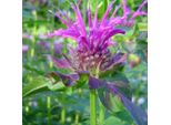 6 X Monarda 'Scorpion' | Vaso 9 Cm X 9 Cm