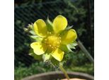 6 X Finta Fragola - Duchesnea Indica | Vaso 9Cm X 9Cm