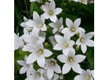 6 X Campanule - Campanula Lactiflora 'Alba' | Vaso 9 Cm X 9 Cm