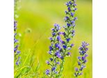 6 X Bugloss Di Vipera Comune - Echium Vulgare | Vaso 9Cm X 9Cm