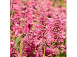 6 X Agastache Mexicana 'Red Fortune'® | Topf 9Cm X 9Cm