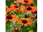 6 X Cappello Da Sole Finto - Echinacea Purpurea 'Orange Skipper' | Vaso 9 Cm X 9 Cm