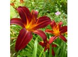 6 X Daylily - Hemerocallis 'Sammy Russell' | Vaso 9 Cm X 9 Cm