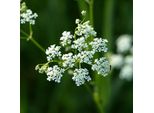 6 X Achillea - Achillea Millefolium 'White Beauty' | Vaso 9 Cm X 9 Cm