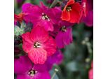 6 X Nasturzio - Erysimum Hybrida 'Red Jep' | Vaso 9 Cm X 9 Cm