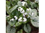 6 X Nontiscordardime Caucasico 'Mr Morse'® - Brunnera Macrophylla 'Mr Morse' | Vaso 9Cm X 9Cm