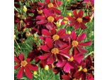6 X Coreopsis Hybr. – Coreopsis Hybrida 'Red Satin' | Vaso Da 9 Cm X 9 Cm