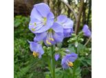 6 X Scala Di Giacobbe Rampicante - Polemonium Reptans 'Blue Pearl' | Vaso 9 Cm X 9 Cm