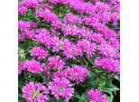 6 X Monarda 'Petite Delight' | Vaso 9 Cm X 9 Cm