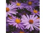 6 X Aster Di Montagna 'Dr Otto Petscheck' - Aster Amellus 'Dr Otto Petschek' | Vaso 9Cm X 9Cm