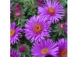 6 X Aster A Foglia Ruvida - Aster Novae-Angliae 'Purple Dome' | Vaso 9 Cm X 9 Cm