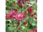 6 X Astrantia - Astrantia Major 'Rubra' | Vaso 9 Cm X 9 Cm