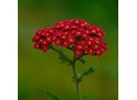 6 X Achillea Mil. - Achillea Millefolium 'Saucy Seduction'® | Vaso 9 Cm X 9 Cm