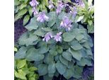 6 X Funkie Blu-Verde - Hosta 'Blue Cadet' | Vaso 9 Cm X 9 Cm