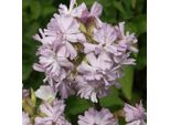 6 X Saponaria Officinalis 'Rosea Plena' - Saponaria Officinalis 'Rosea Plena' | Vaso 9 Cm X 9 Cm