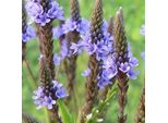 6 X Verbena Hastata 'Blue Spires' | Vaso 9 Cm X 9 Cm