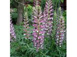 6 X Alghe Spinose - Acanthus Spinosus | Vaso 9Cm X 9Cm