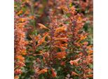 6 X Agastache Hybr. - Agastache Hybrida 'Tangerine Dream' | Vaso 9 Cm X 9 Cm