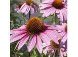 6 X Cappello Da Sole Finto - Echinacea Purpurea 'Magnus' | Vaso 9 Cm X 9 Cm
