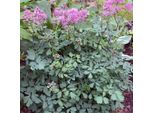6 X Ruta Dei Prati - Thalictrum Aquilegifolium 'Thundercloud' | Vaso 9 Cm X 9 Cm