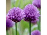 6 X Allium Schoenoprasum 'Album' | Vaso 9Cm X 9Cm