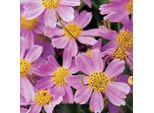 6 X Coreopsis Rosea 'American Dream' | Vaso 9 Cm X 9 Cm