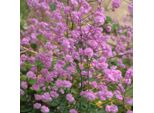 6 X Ruta Di Campo - Thalictrum Delavayi 'Hewitt's Double' | Vaso 9 Cm X 9 Cm