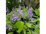 6 X Garden Funkie - Hosta Ventricosa | Vaso 9Cm X 9Cm