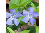 6 X ImmergrüN - Vinca Minor 'Argenteovariegata' | Topf 9Cm X 9Cm