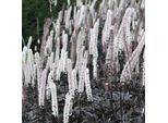 6 X Actea Simplex 'Brunette' - Actaea Simplex 'Brunette' | Vaso 9 Cm X 9 Cm