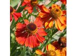 6 X Helenium 'Moerheim Beauty' | Vaso 9 Cm X 9 Cm