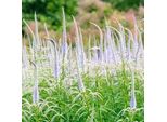 6 X Veronica A Candelabro - Veronicastrum Virginicum 'Lavendelturm' | Vaso 9 Cm X 9 Cm