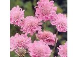 6 X Scabiosa Columbaria - Scabiosa Columbaria 'Pink Mist' | Vaso 9 Cm X 9 Cm