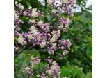 6 X Ruta Di Prato - Thalictrum 'Elin' | Vaso 9 Cm X 9 Cm