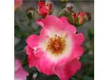 2 X Rosa - Kordes Nektar Rose - Rosa 'Dolomiti'
